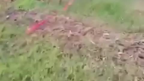 Comedy 😂 video of hen