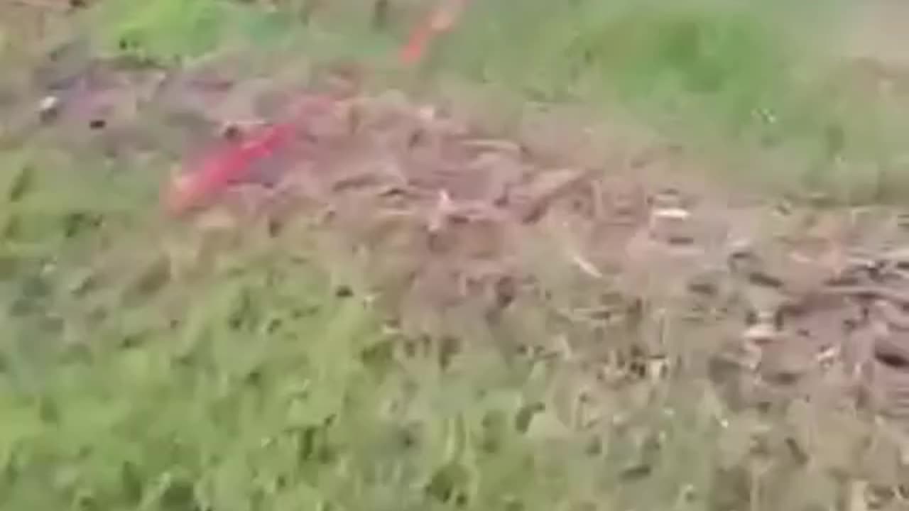 Comedy 😂 video of hen