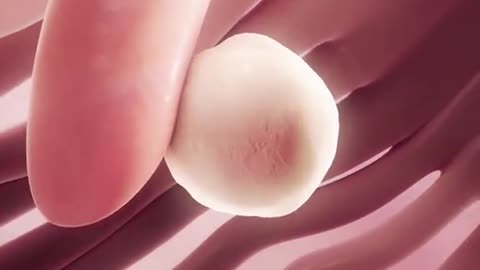 Ovulation Process 3D Animation