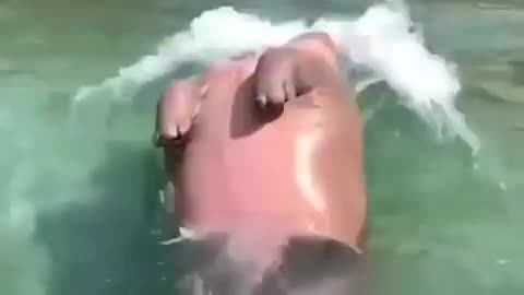 Skinny dipping hippo