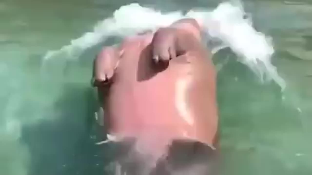 Skinny dipping hippo