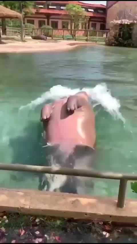 Skinny dipping hippo