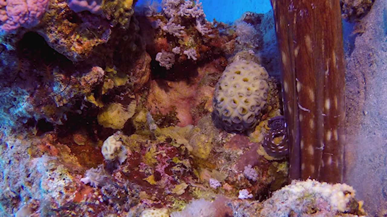 Things You didn’t know about our ALIEN OVERLORDS Hiding In Our Oceans
