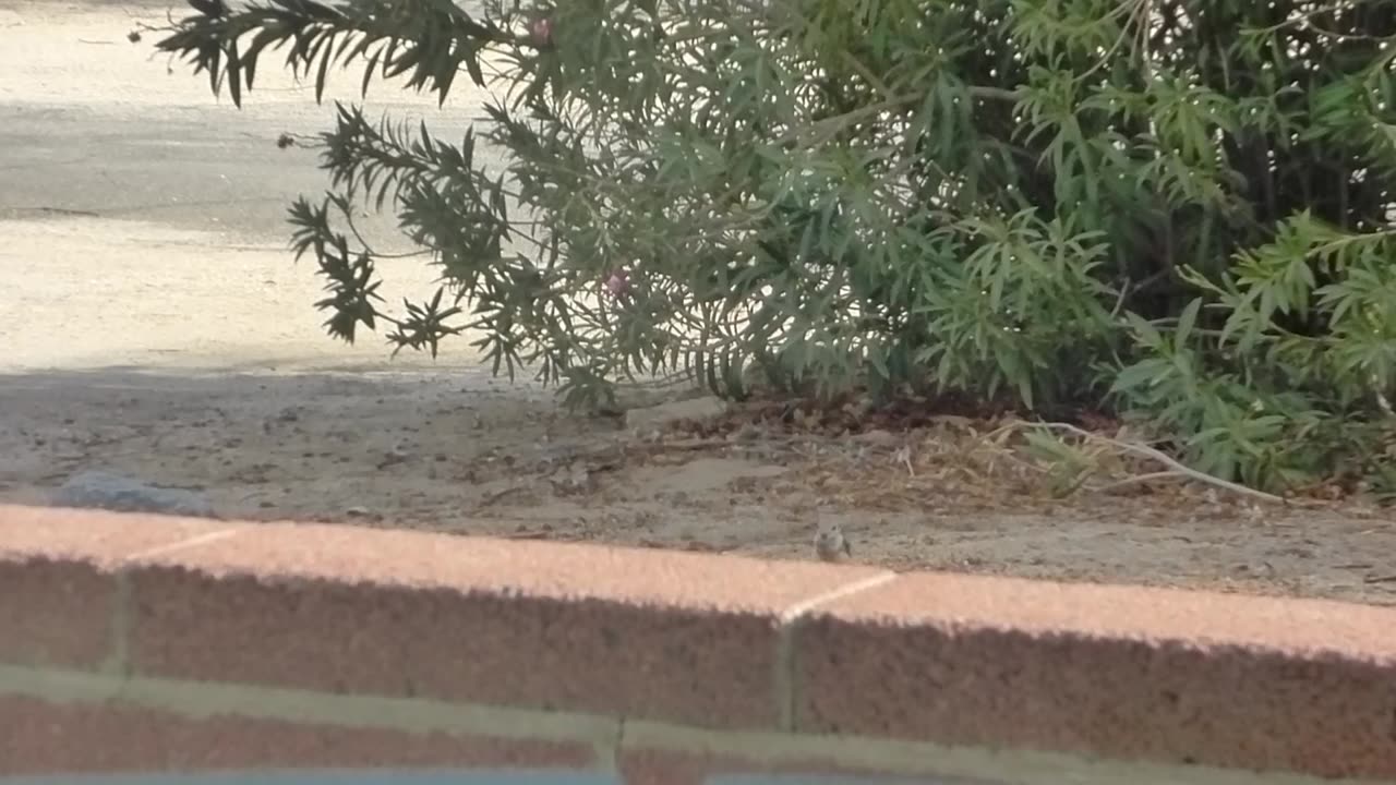 Squirrel getting seed