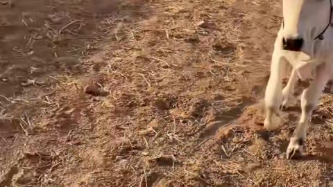 #viral video