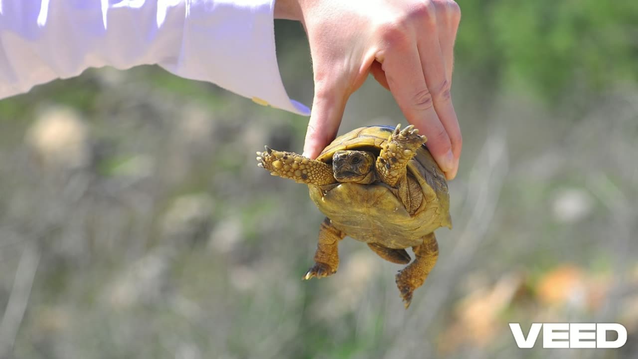 Darwin y la Tortuga