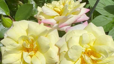 Be surrounded by the atmosphere of peace & love on the inside & outside of your Light body.