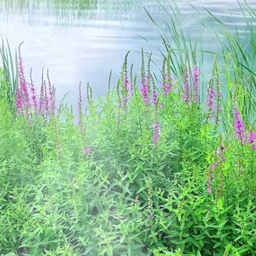 ज़ख़्म और वक़्त | वक़्त समझाएगा | Matlabi Status | Truelines | Waqt #shorts #hindi #motivation #fyp