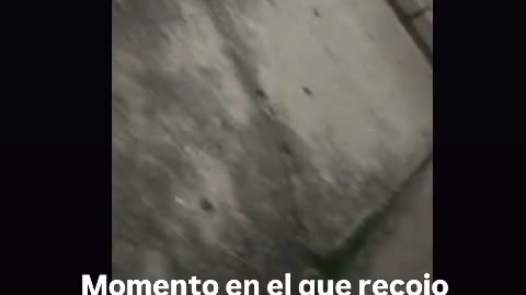 Recojo los venenos para perro