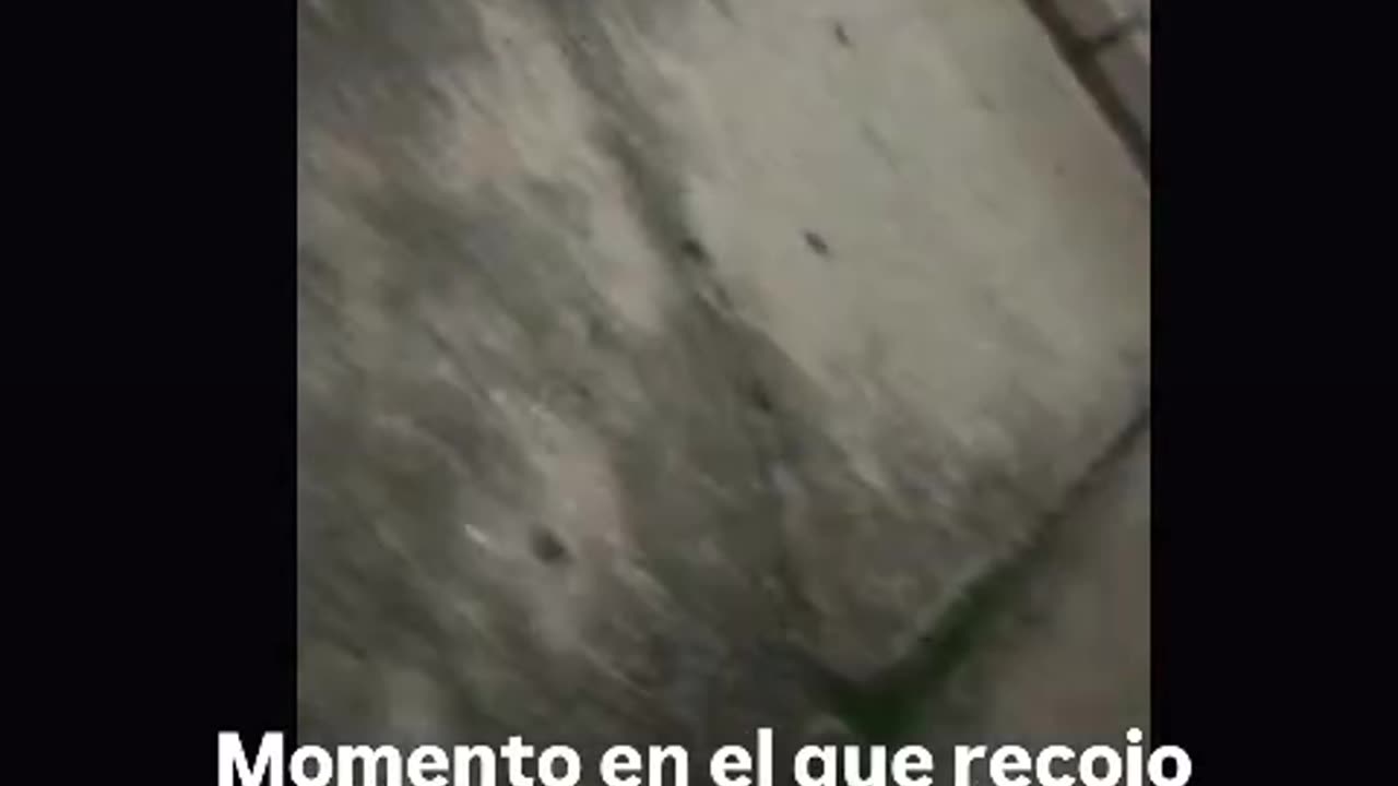 Recojo los venenos para perro