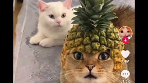 Funny animal