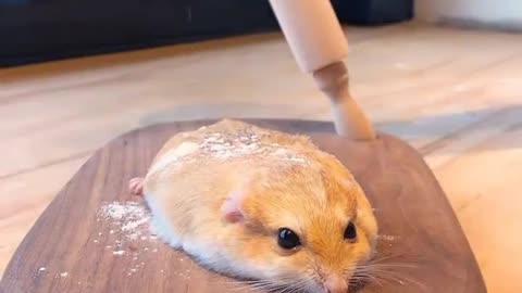A meal from a mouse