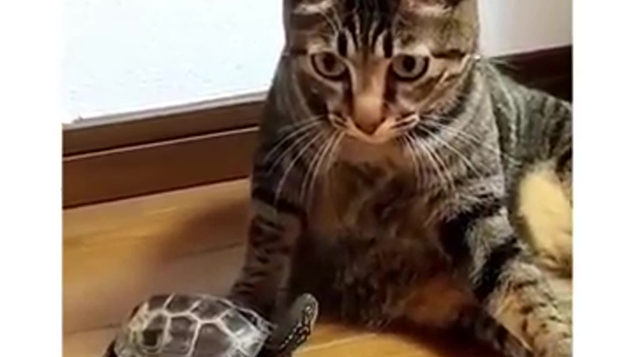 title in discription box