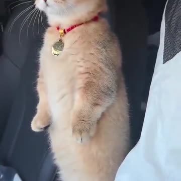 "This Cute Cat Will Melt Your Heart 😻 | You Won’t Believe What Happens!"