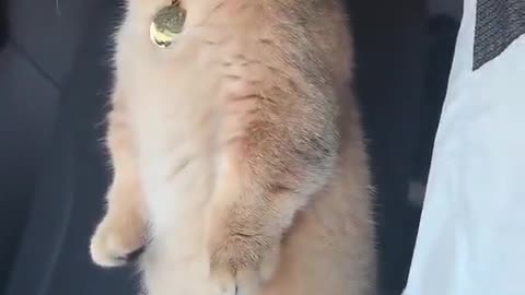 "This Cute Cat Will Melt Your Heart 😻 | You Won’t Believe What Happens!"