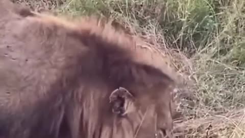 animals