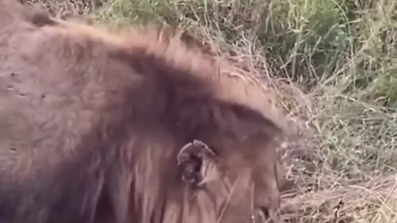 animals