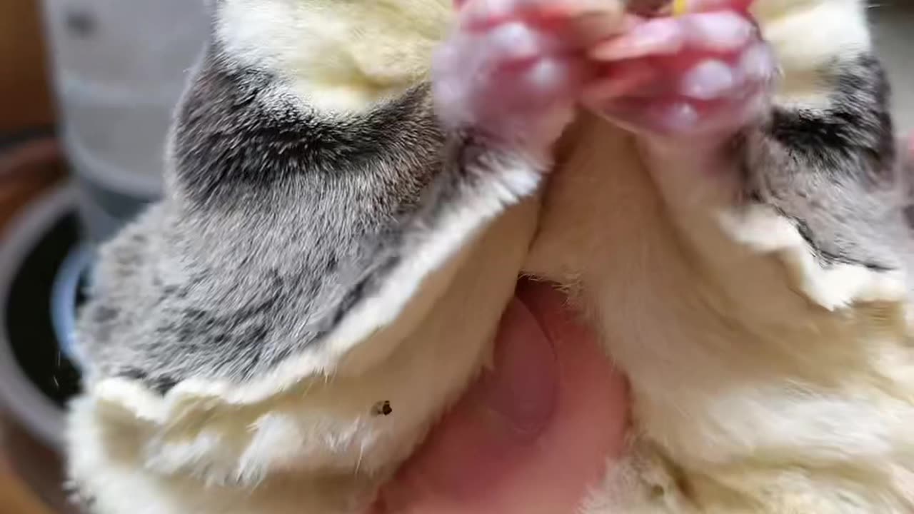 Fresh fruit to refresh ?