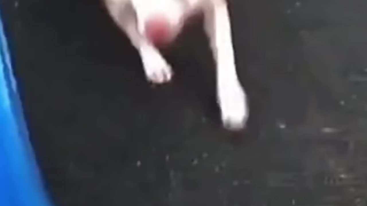 LAUGH OUT LOUD with the FUNNIEST Animals of 2024! #funnyvideo #funny #cat #shorts #short #comedy