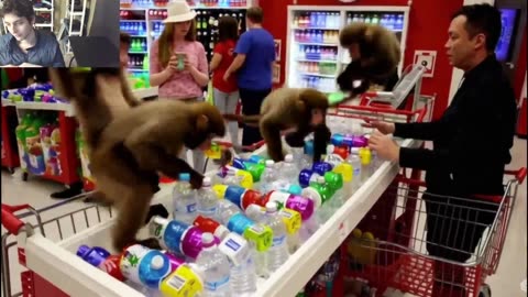 Over 10 Monkeys Roam Around A Target Store Fake Funny Parody Video With Live Commentary