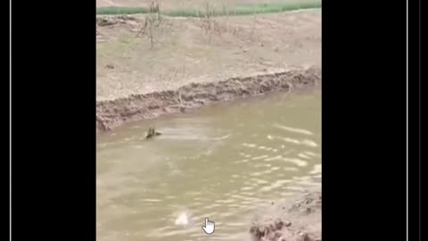Smart duck 😂😂