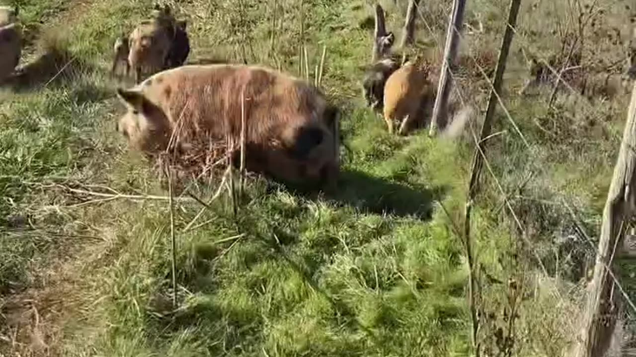 Grass Fed Cattle at it's Best. cartercountrymeats.com