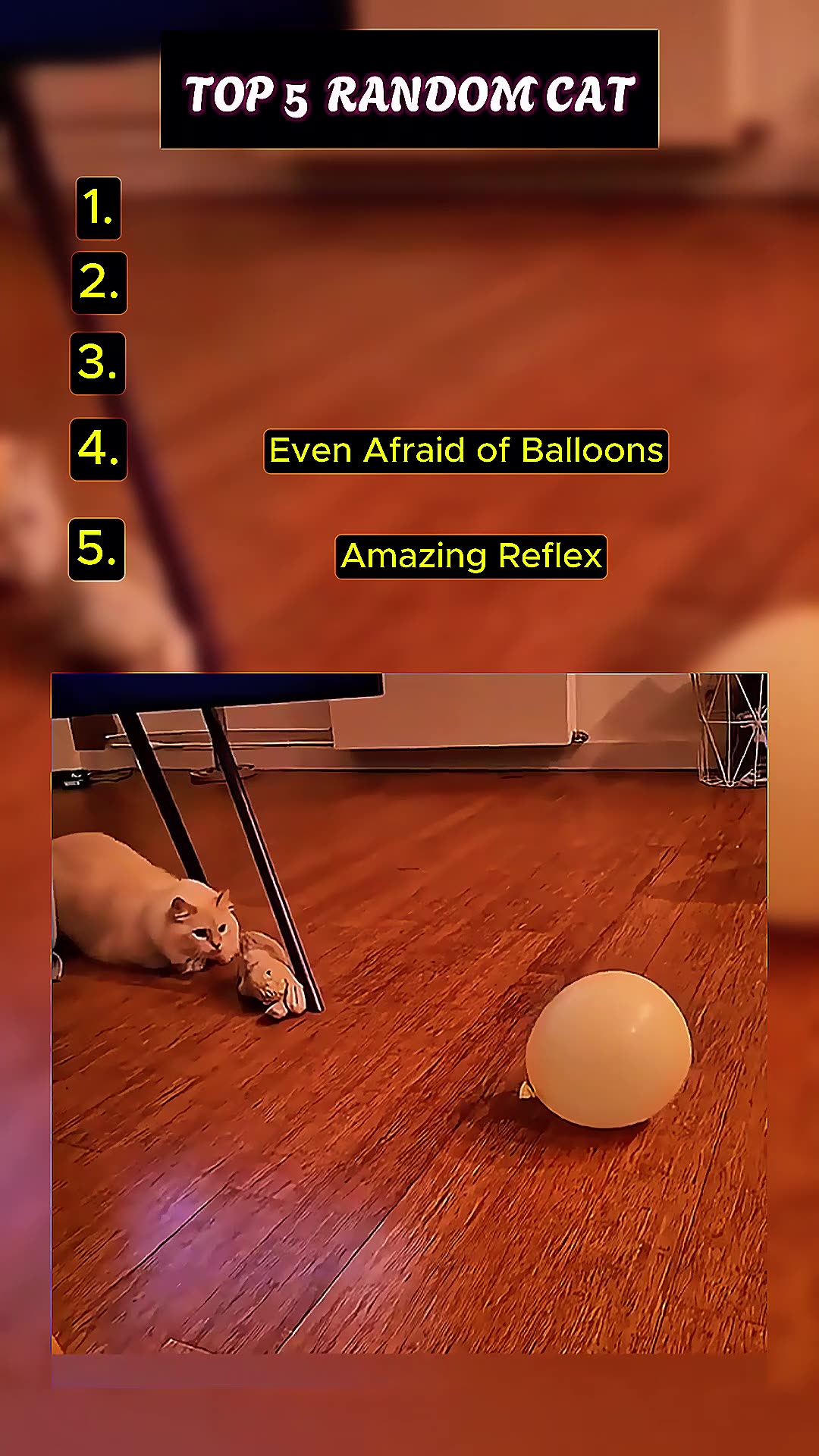 Cat Rumble Random Video Cat