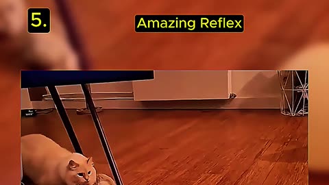 Random Video Cat