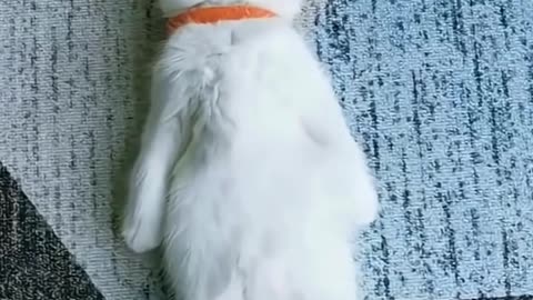 Pet Accessories Online for Happy, Snack-Loving Cats | CurliTail
