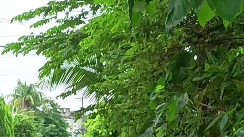 Makiling Street in Cabanatuan City, Nueva Ecija in the Philippines