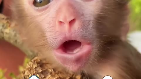 Weird sounds of different monkeys🤣🙈