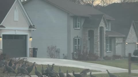 Was This Coyote Raised by Turkeys?