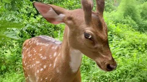 funny animal videos
