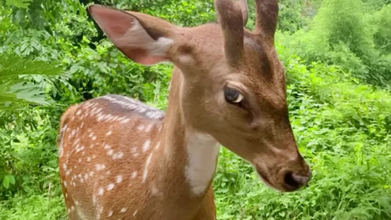 funny animal videos