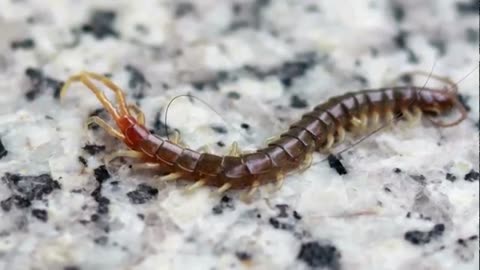 Survival Battle: The Ant Army vs 5 Terrifying Predators! 🐜😱