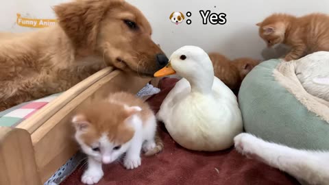 so funny the cat and the rabbit
