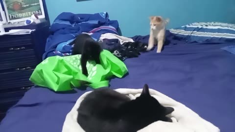 😱🤣 They Didn't Know What Was in the Green Bag! | FunFM