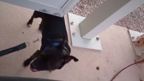 Kiko Paco asked lady 2 stop doggie from coming our way, she had no luck, Paco went crazy20250616_645