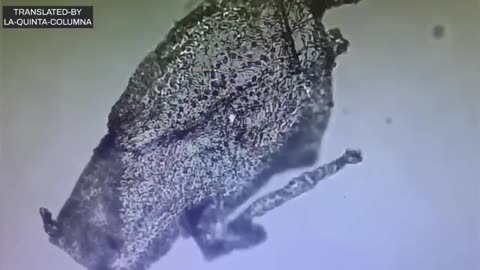 "I Have Never Seen Any Structures such as this in all my Years of Experience"