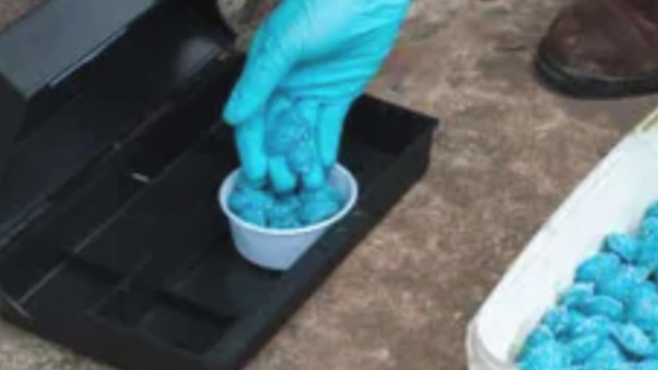 How to eliminate rats and mice with no toxins