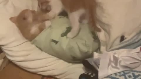 4 Minutes of Candid Kittens being Ridiculous & Silly