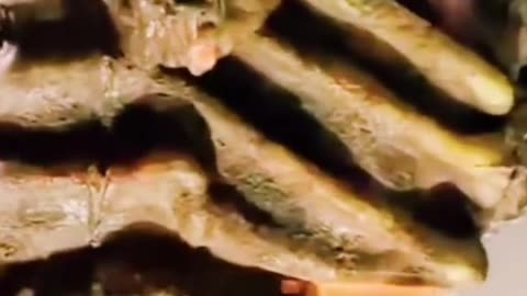 REPTILIAN MUMMY FOUND IN EGYPT.