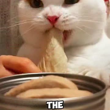 Five Foods Cats Secretly Love