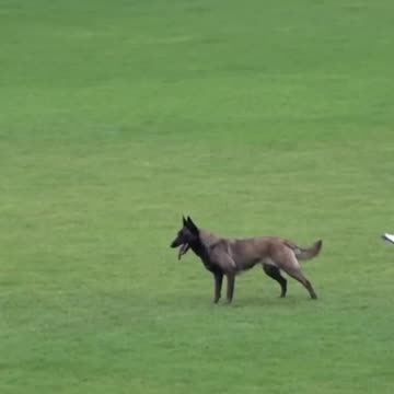 The dog surprised its trainer a lot!