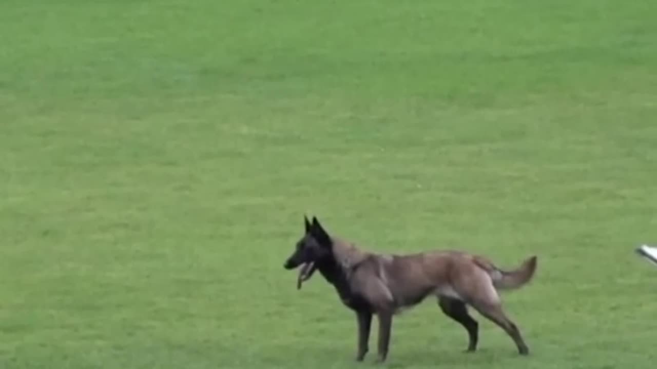 The dog surprised its trainer a lot!