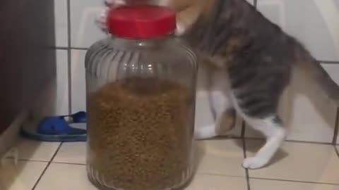 Funny video
