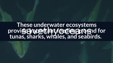 Celebrating Tang. É¢wan Â· á¸¤aÄxÊ·iqak Â· TsigÌ±i Canada's Newest Marine Protected Area