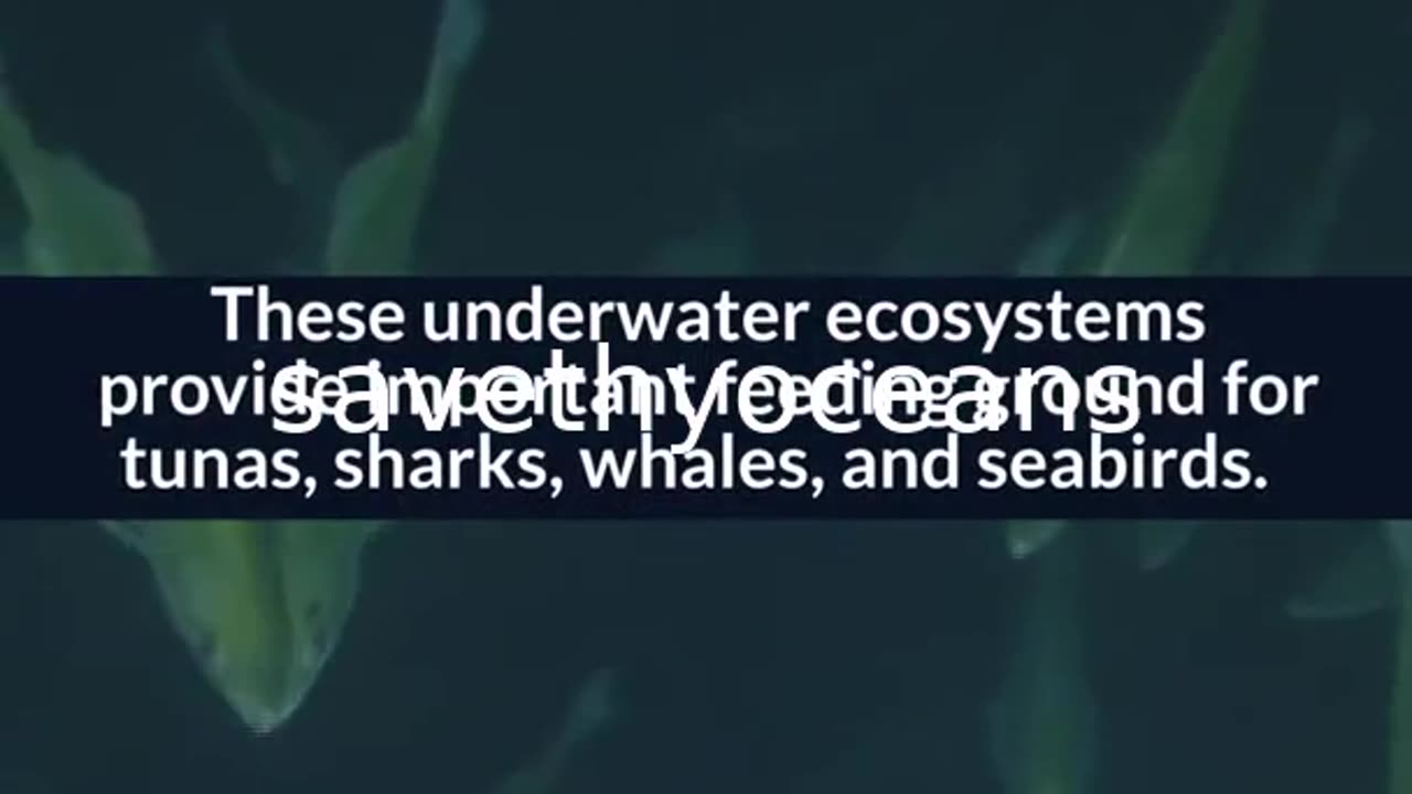 Celebrating Tang. É¢wan Â· á¸¤aÄxÊ·iqak Â· TsigÌ±i Canada's Newest Marine Protected Area