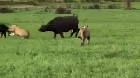 Please Save The Baby