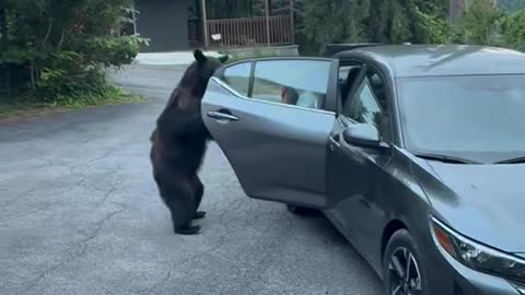 Bear Gives Family a Fright in Gatlinburg, TN